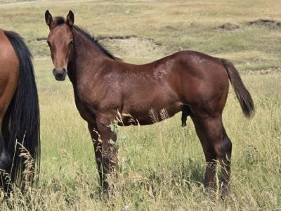 Bluestem Bon Jovi JW<BR>AQHA 6494228